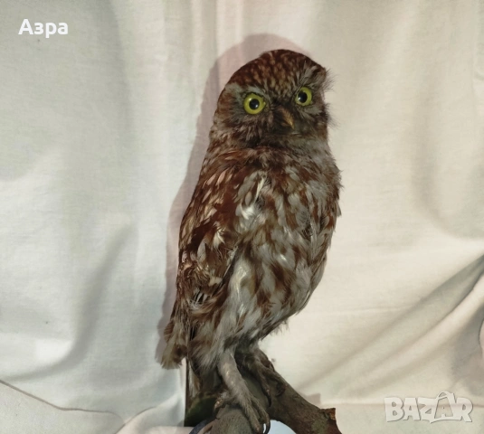 Препарирана сола (Бухал), снимка 10 - други­ - 53656912