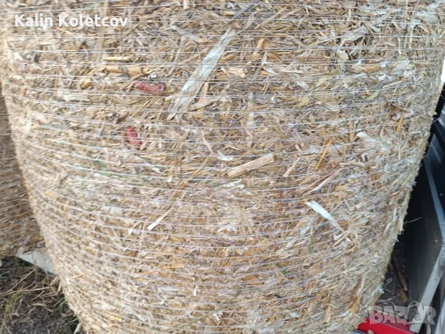 продавам Бали царевичак , снимка 5 - Други стоки за животни - 42511341