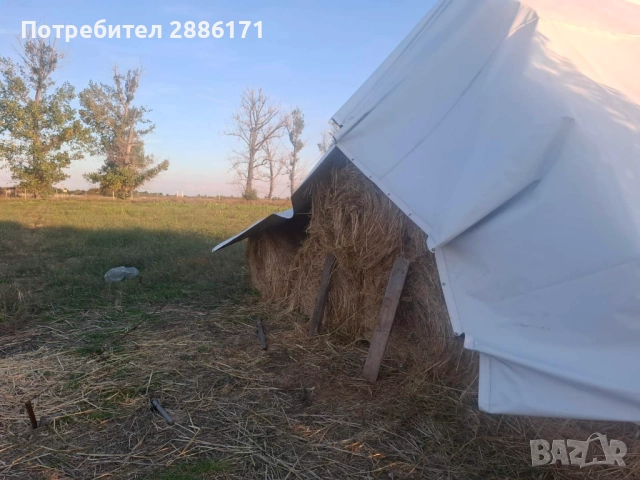 Продавам бали овес, снимка 2 - Овце - 52080658