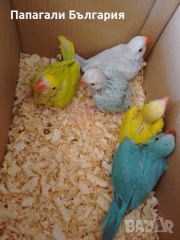 Промо Александри 200 за брой