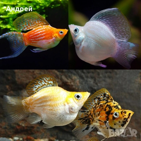 Молинезия балон и Молинезия Велифера