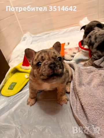 Френски булдог, снимка 5 - Френски булдог - 53420273