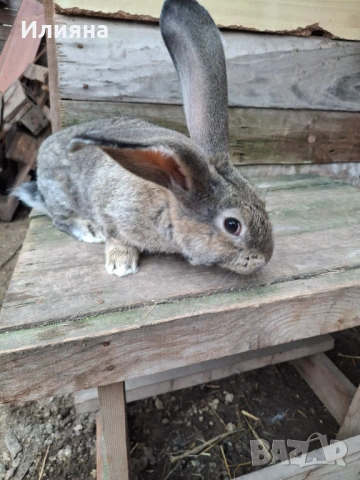 Продавам эайци , снимка 12 - Други животни - 53771954