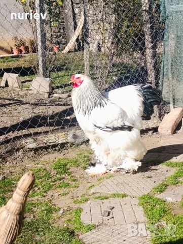 бяла колумбия , снимка 4 - други­ - 50512564