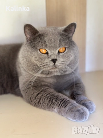 Чистокръвен мъжки британец за разплод, снимка 16 - Търси партньор - 41953795