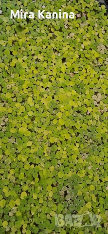 Аквариумно разстение - Salvinia Natans, снимка 3 - Градински цветя и растения - 53623558