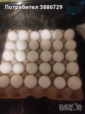 Яйца за люпене от бял легхорн, снимка 1 - За птици - 44655548