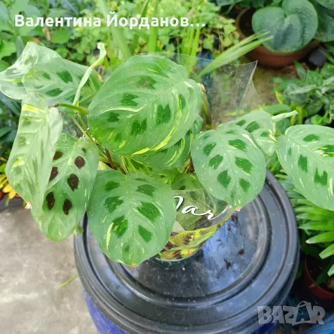 разкошни стайни растения , снимка 2 - Стайни растения - 56140195