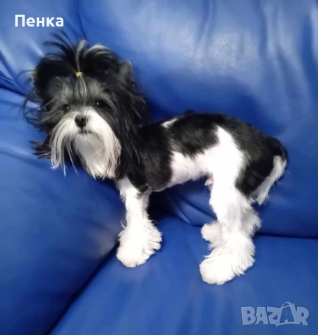 Мини бивер йоркширски териер за разплод , снимка 2 - Йоркширски териер - 52777513