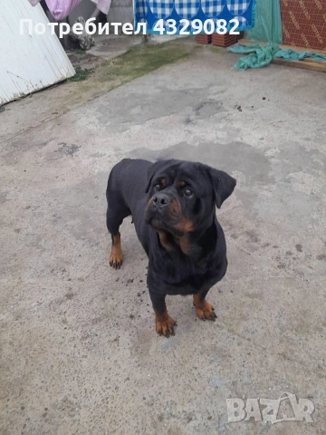 Продавам женски ротвайлер