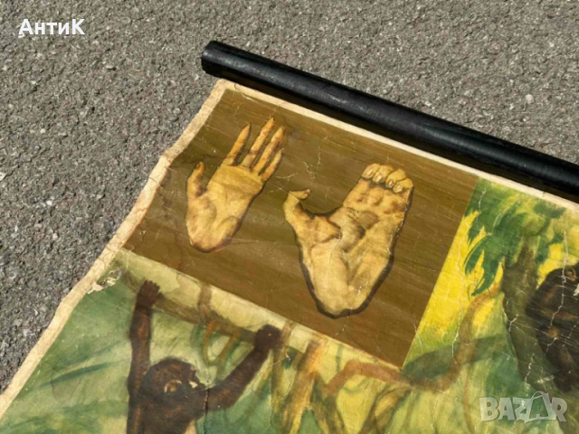 Соц Учебни Плакати Постери Биология, снимка 3 - Антикварни и старинни предмети - 51734458