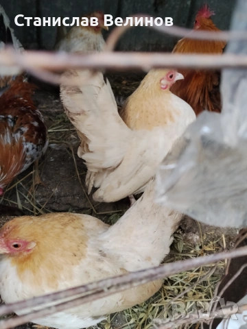 Продавам серама, снимка 3 - Кокошки и пуйки - 53221079