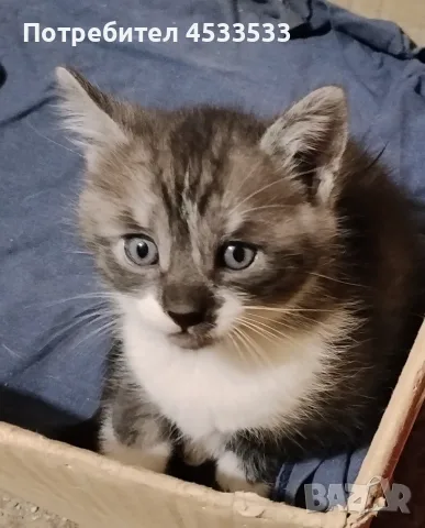 Подарявам котенца