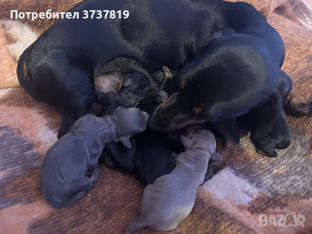 късокосмест мини дакел , снимка 12 - Дакели - 56136702