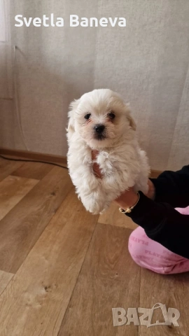 мини малтийска болонка, снимка 6 - Болонка - 53045076