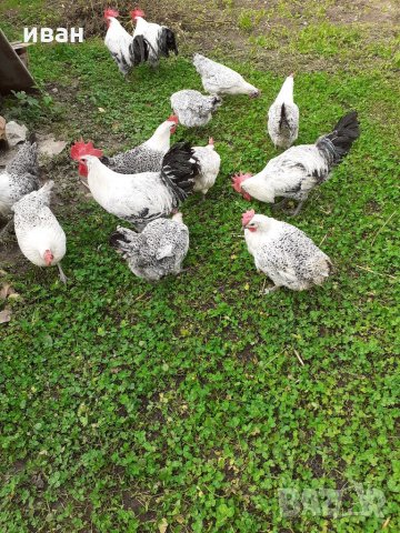 СРЕБЪРНО БРЕЗЕ -РАЗПЛОДНИ ЯЙЦА, снимка 9 - Кокошки и пуйки - 35769991
