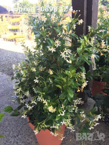 Жасмин вечно зелен Ароматен Налични 4 вида , снимка 11 - Разсади - 44925163