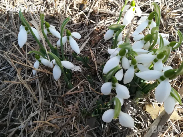 ЛОТ ЛУКОВИЦИ С КОКИЧЕТА В САКСИЯ 0202251645, снимка 18 - Градински цветя и растения - 48931567