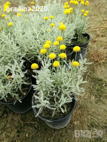 Сантолина Сребриста  , снимка 6 - Градински цветя и растения - 27370133