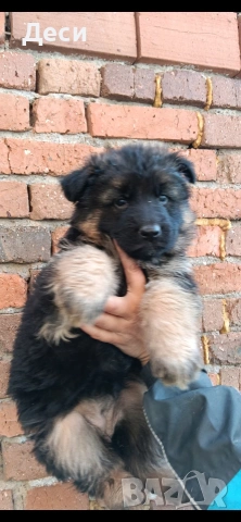 немска овчарка , снимка 5 - Немска овчарка - 53104551