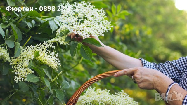  Бъз - Бял (Sambucus nigra) - Разсад , Сушен цвят и свеж цвят  