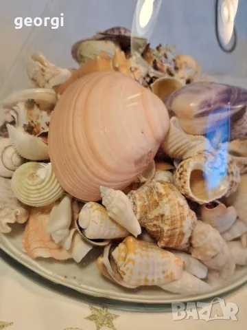 масивна стъклена купа с колекция морски миди, рапани и охлюви   7/4, снимка 9 - Колекции - 49855012