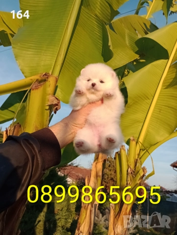 Померани. Реални снимки от 10.12.25 г. , снимка 6 - Померан - 52688511