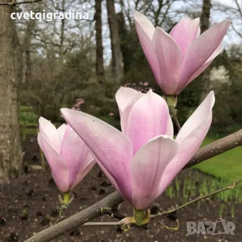 Магнолия Magnolia 'Heaven Scent'