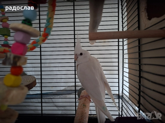 Двойка корели , снимка 3 - Папагали - 52532712