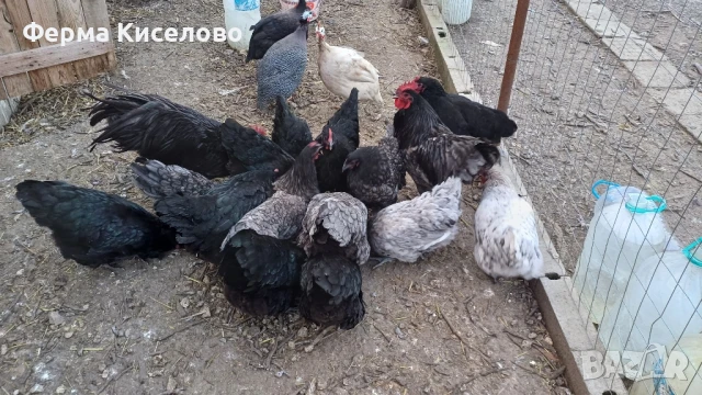 ято от австралорп три цвята