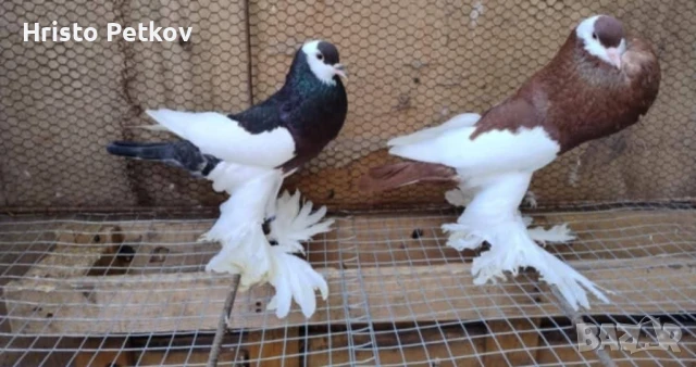 Продавам 4 чифта и 1 младо Седлати Гушести , снимка 8 - Гълъби - 50737868