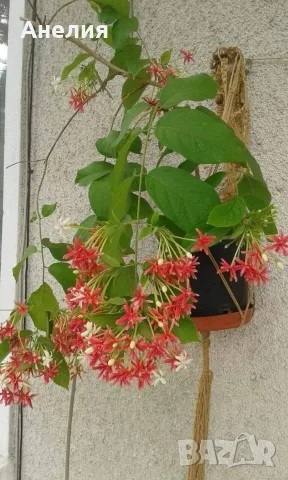 Quisqualis indica или китайски орлови нокти, снимка 4 - Стайни растения - 55977813