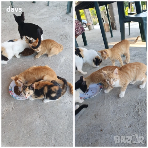 Малки котета – различни шарки, снимка 2 - Други - 51973052