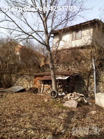 Орехови дървета /3бр./ неотсечени, снимка 2 - Други машини и части - 51374056