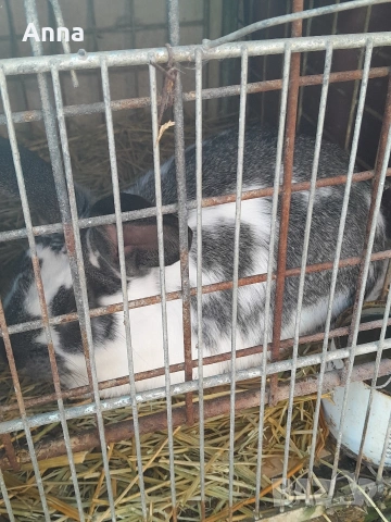 продавам мъжки и женски эаек на 4 месеца 