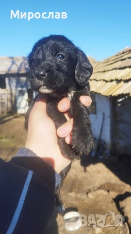 Малки кокерчета, снимка 9 - Кокер шпаньол - 52961271