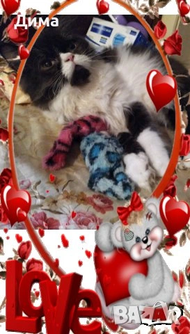 Ваксинирани персийски дългокосместа многоцветни принцове,с ЕС паспорт,микрочип домашни любимци!, снимка 14 - Чинчили - 42172746