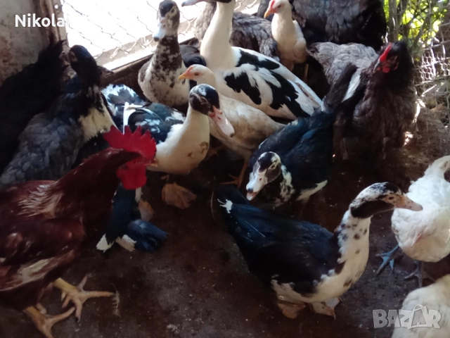 Неми патици(мускусни)на 6,5месеца , снимка 5 - Патици и гъски - 51772681