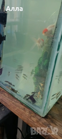 Объкновени анцитруси малки и няколко голями мъжки, снимка 3 - Рибки - 53471332