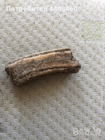 Фосил / вкаменен зъб на степен бизон, снимка 4 - Други ценни предмети - 51509734