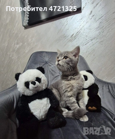 Британско таби. , снимка 14 - Британска късокосместа - 53250363