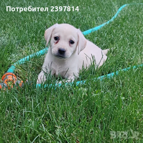 Лабрадор ретривър 