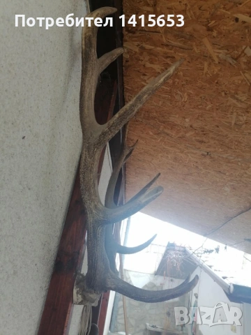 Продавам трофей от благороден елен, снимка 2 - Колекции - 53608921