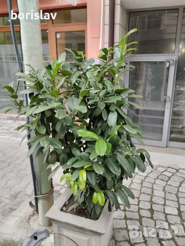 Лавровишна, снимка 4 - Разсади - 44965934