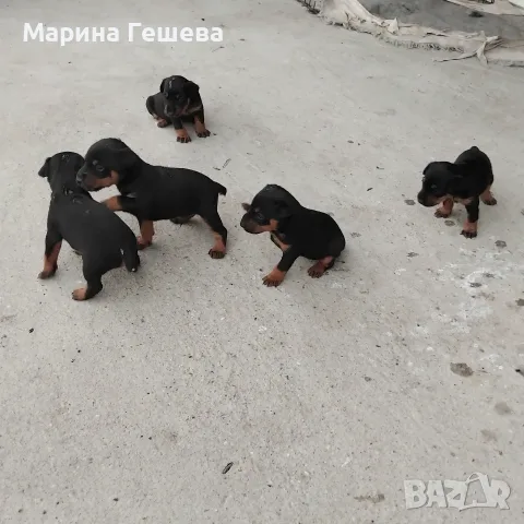 Ягдтериер 2 мъжки и 4 женски, снимка 3 - Ягдтериер - 55738292
