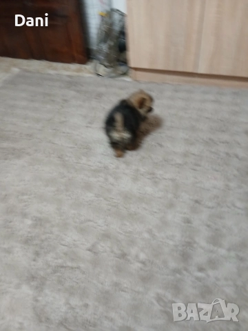 Mini Pomeran, снимка 4 - Померан - 52793701