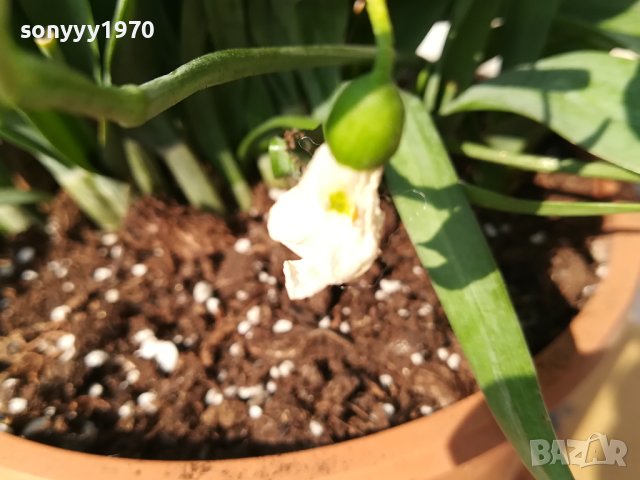 ГРЪМ ОТ КОКИЧЕТА В САКСИЯ С ЗЕМЯ И ЛУКОВИЦИ 1802241221, снимка 5 - Градински цветя и растения - 44350741