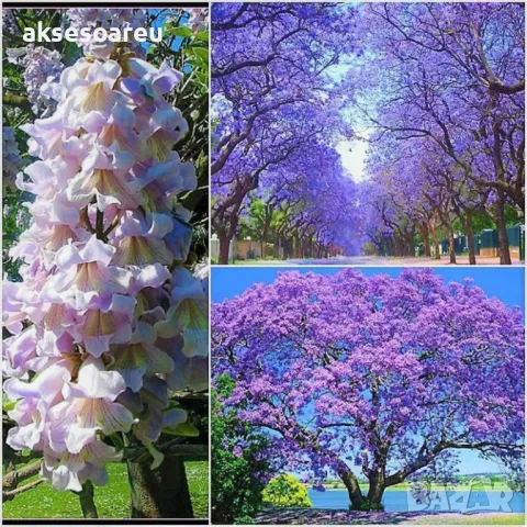 400 Качествени семена от медоносно дърво пауловния томентоса за пчелари дървен материал и сянка 