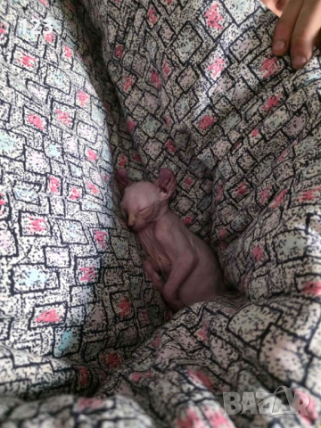 канадски сфинкс- рядка възможност за ценители на породата !, снимка 8 - Сфинксове - 50775667