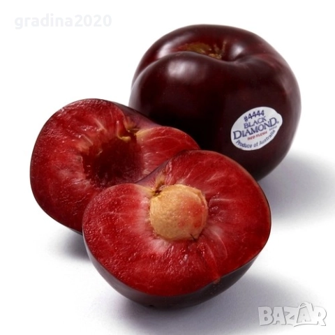 Слива - Налични 4 сорта Анджелино ,Черен диамант (Блек Даймънд) , Черен Сплендор - BLACK SPLENDOR и , снимка 9 - Разсади - 51852290